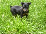 fPERRITOS 074 - copiaa.jpg