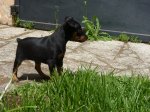fPERRITOS 102 - copiaa.jpg