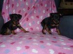 fPERRITOS 0799.jpg