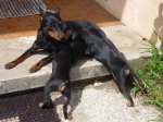 fPERRITOS 078.jpg