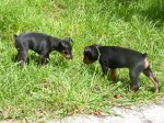 fPERRITOS 095.jpg