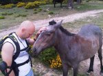 El comepiedras que susurraba a los caballos.jpg
