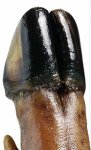 jamon[2].jpg