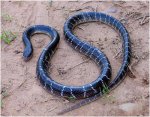 snake2.jpg