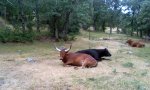 Vacas.jpg