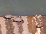 IMGP9403r.JPG