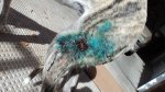 DSC01550.JPG