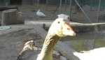 gans.jpg