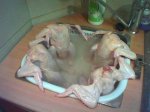 pollos remojo.jpg