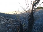 IMG_9327.JPG