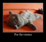 gato.jpg