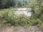 Arbol1.jpg