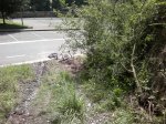 Arbol2.jpg