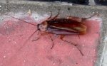 cucaracha.jpg