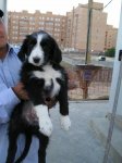 collie2.jpg