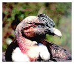 condor andino 2.jpg