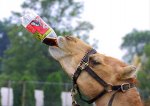 camello-tomando-refresco.jpg