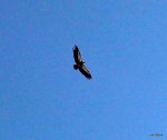 1-DSCF0264.JPG
