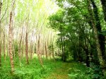 IMG_1243.JPG