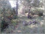 28seguimos entre los pinos.jpg