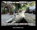 GATO POSE.jpg