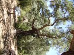 IMGP0072 (Copiar).JPG