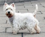 West Highland - razas de perro - petclic.com 1.jpg