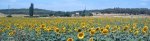 GIRASOLES.jpg