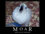 moar.jpg