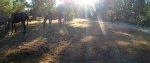 02-Caballlos.jpg