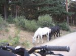IMG_0019.JPG