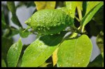 limonfresco.JPG