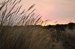 amanecer juncos.jpg