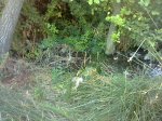 Foto0652.jpg