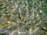 peces.JPG