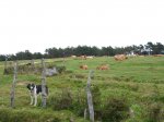 P1050394_1024x768.jpg