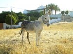 16.Las_Navas_del_Selpillar_Burra.JPG