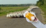 patos.jpg