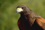 parabuteo-unicinctus_1731.jpg