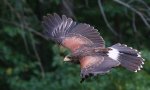 aguila-de-harris-minizoo.jpg