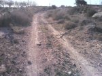 Ramas camino.jpg