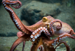 Pulpo Btt.png