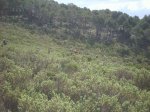 IMG_1531.JPG