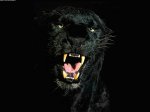 pantera-negra-840834-373391.jpg