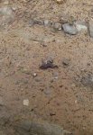 sapo_414x600.jpg