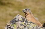 Marmota acechando....jpg