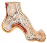 anatomia del pie.jpg