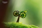 mantis.JPG
