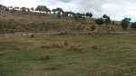 DSC07185.JPG