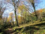 HAYEDO DE LA BIESCONA - MONTES DEL SUEVE.jpg
